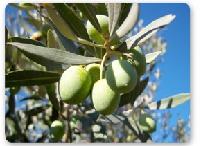 Olive on branch